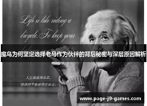 魔鸟为何坚定选择老马作为伙伴的背后秘密与深层原因解析